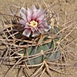 Gymnocalycium cardenasianum -029.jpg